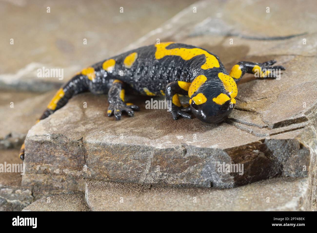 Europäischer Salamander (Salamandridae) auf dem Felsen Stockfoto