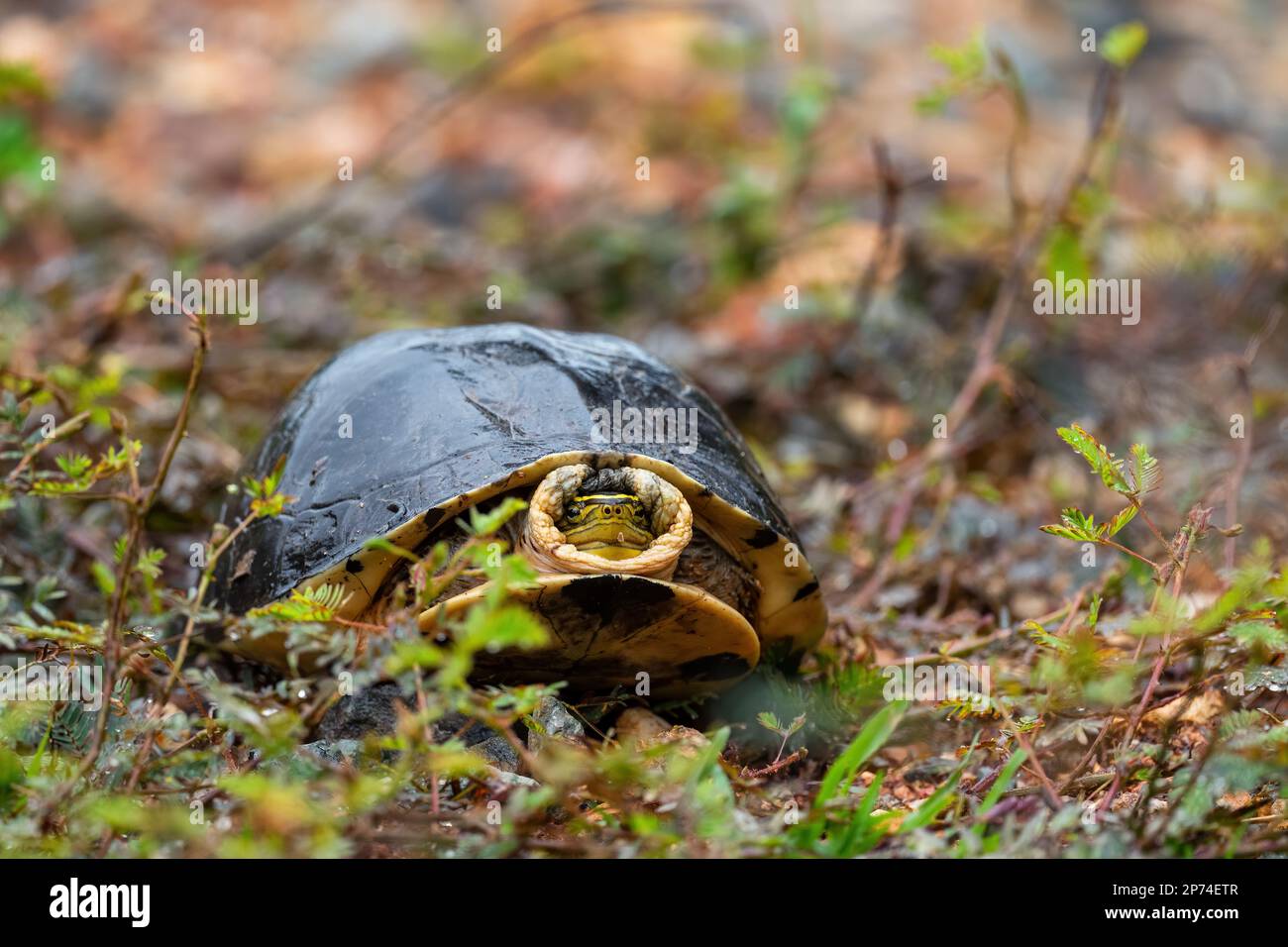 Amboina Box Schildkröte - Cuora amboinensis, wunderschöne große Schildkröte aus südostasiatischen Wäldern und Wäldern, Malaysia. Stockfoto