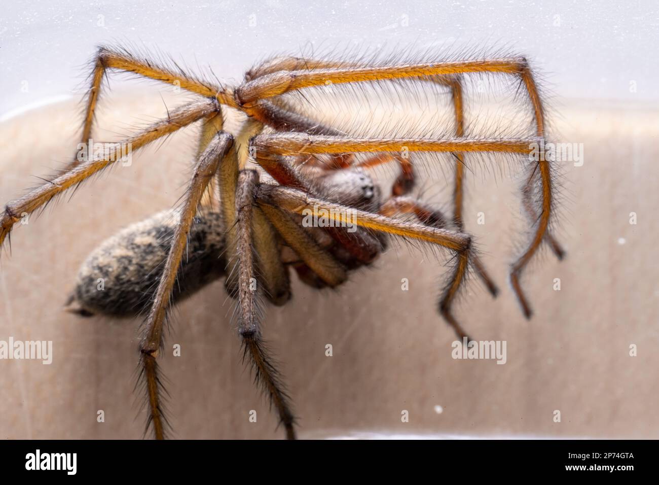 Makrofoto einer Eratigena atrica, auch bekannt als Riesenhausspinne Stockfoto