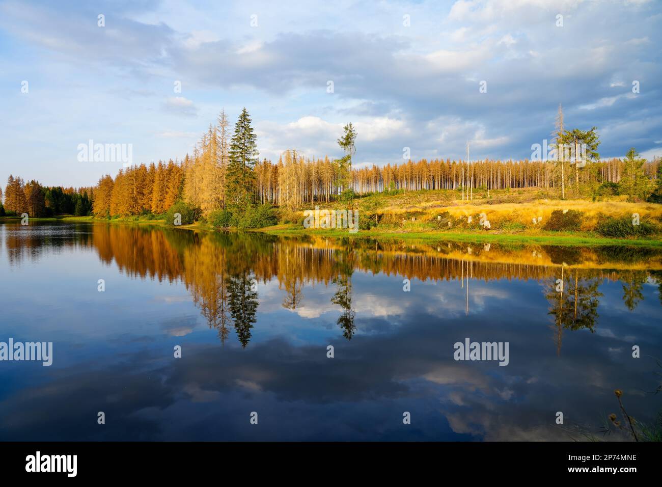 Natur am Oberen Nassenwieser Teich im Harzer Gebirge, nahe Clausthal