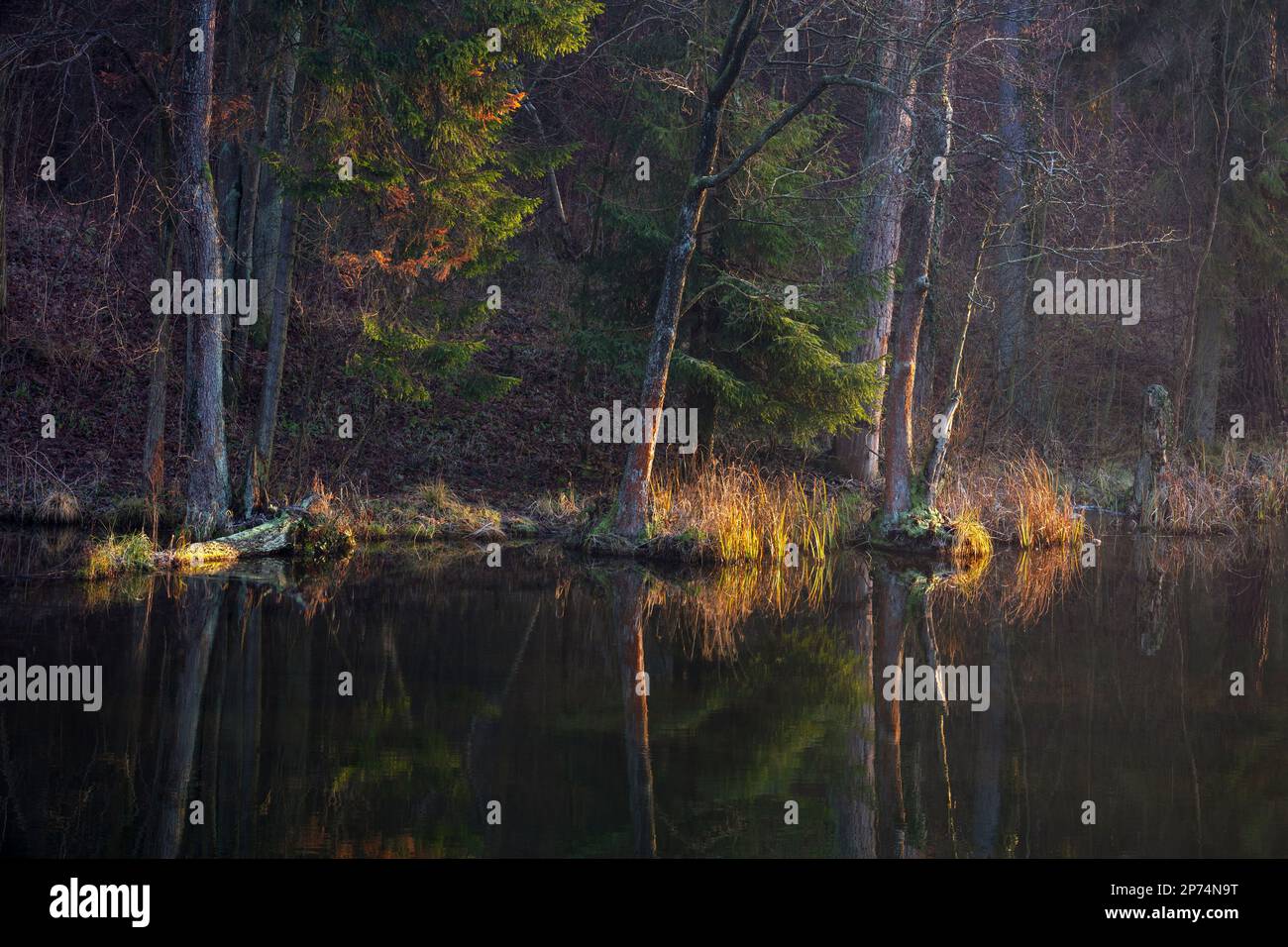 Alders über dem Wasser, Polen Stockfoto