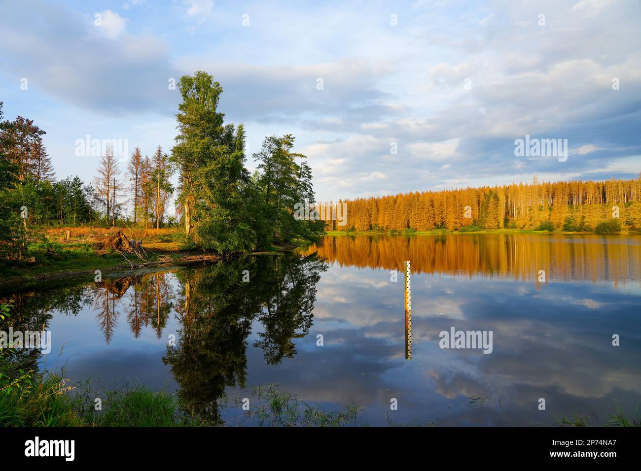 Natur am Oberen Nassenwieser Teich im Harzer Gebirge, nahe Clausthal