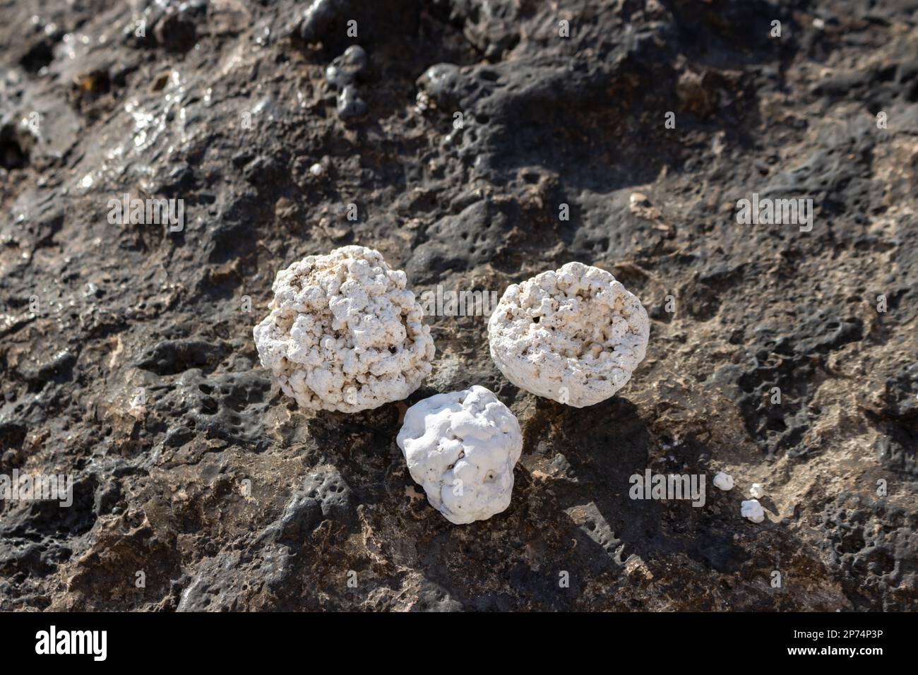 Atlantikküste. Basis aus schwarzen Lavasteinen und Felsen. Kleine Stücke zerbrochener Korallen, Popcorn-Design. Corralejo, Fuerteventu Stockfoto