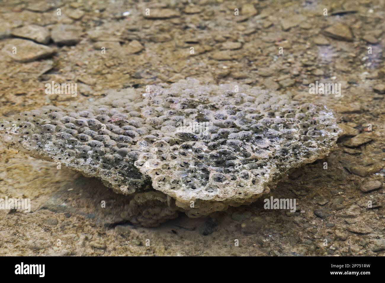 Frogspawn sitzt auf einem Teich Stockfoto