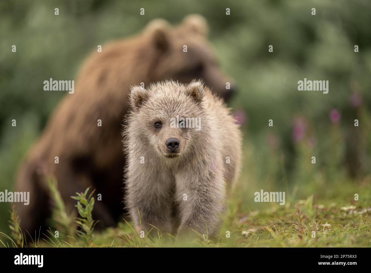 BEZAUBERNDE Bilder des flauschigen Braunbären, den Sie wahrscheinlich sehen werden, wurden aufgenommen. Die Bilder zeigen die alaskische Stirn Stockfoto