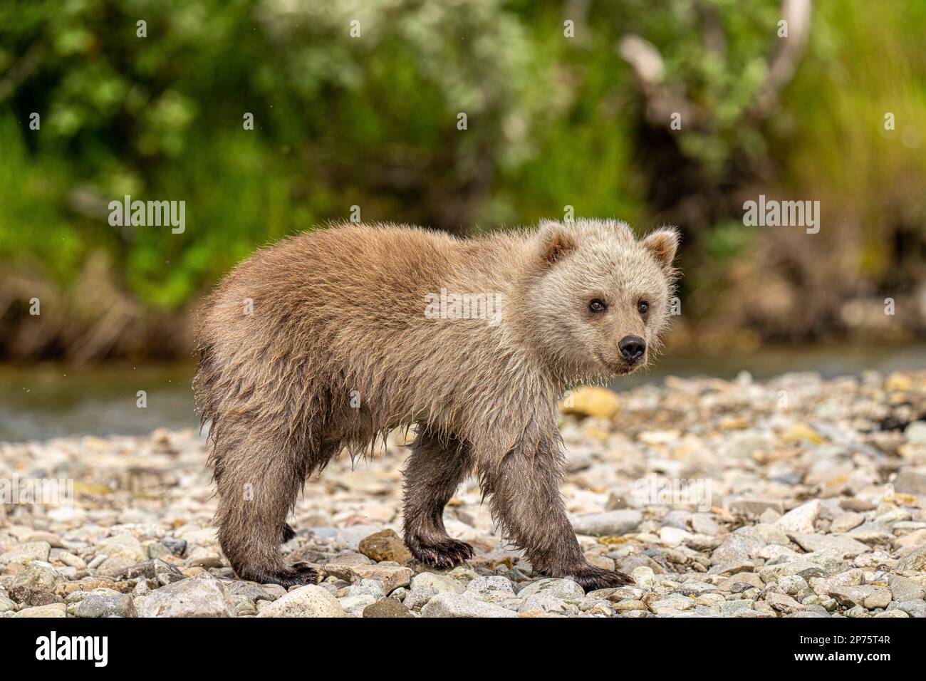 BEZAUBERNDE Bilder des flauschigen Braunbären, den Sie wahrscheinlich sehen werden, wurden aufgenommen. Die Bilder zeigen die alaskische Stirn Stockfoto