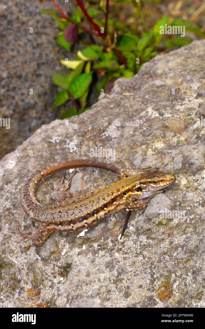 Eidechse von La Palma, große Eidechse, Mauereidechse, Lagarto Tizón, Gallotia galloti palmae, Männliche Eidechse, Lacertidae, Nationalpark Caldera de Taburiente, B Stockfoto