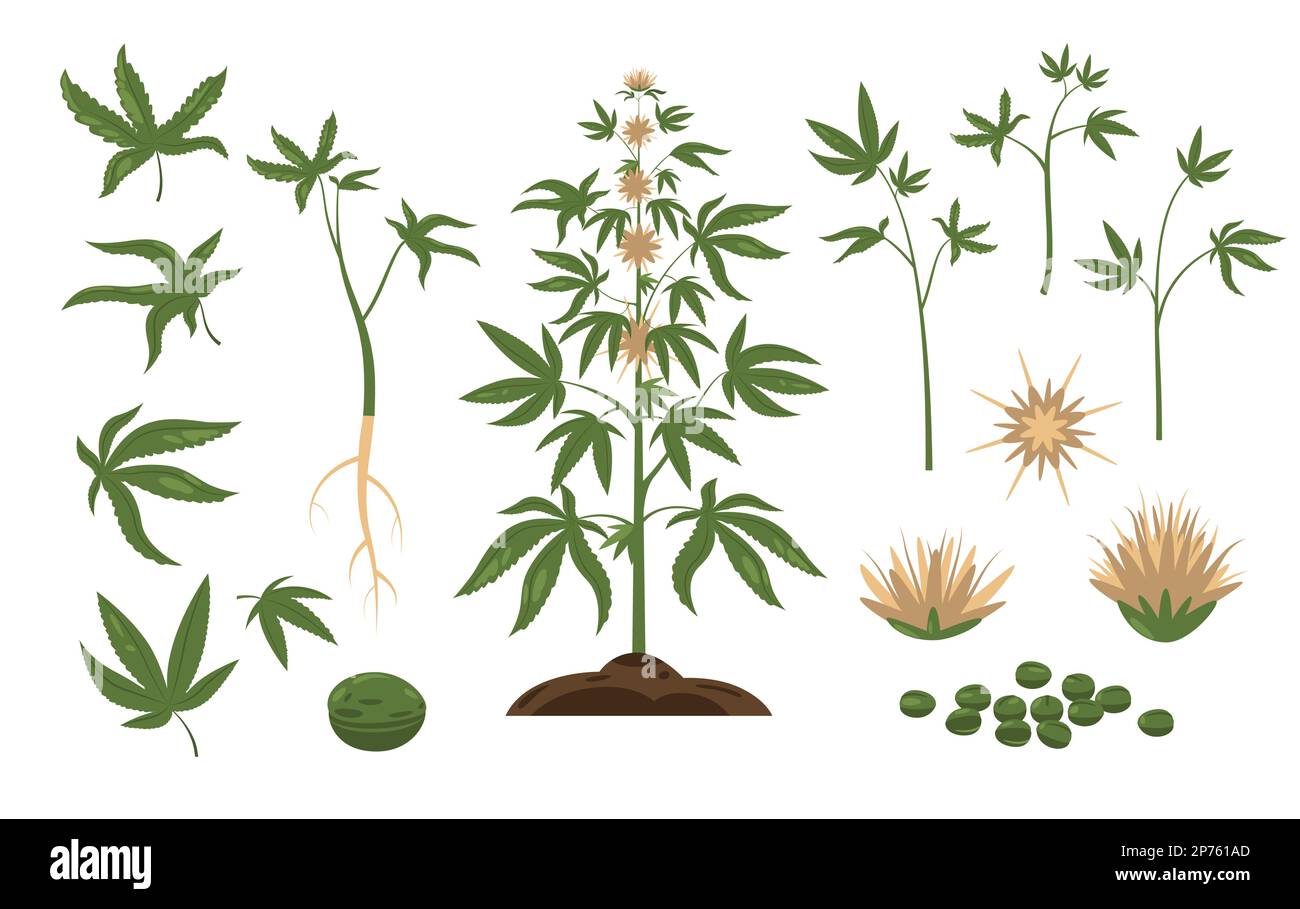 Cannabispflanze. Grünes Unkrautblatt und Pflanzensamen, Cartoon-Bündel von Marihuanaknospen, Blüten, wildes Hanfblatt, flacher Stil. Vektor isoliertes Set Stock Vektor
