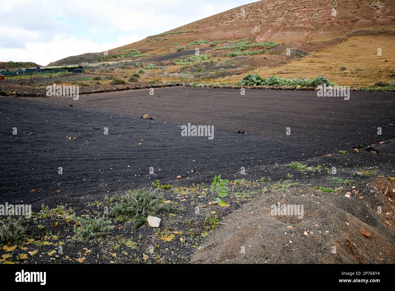 Feld bedeckt mit vulkanischer Pikonasche, um Feuchtigkeit zu speichern und Bodenerosion zu verhindern, für die Landwirtschaft Lanzarote, Kanarische Inseln, Spanien Stockfoto