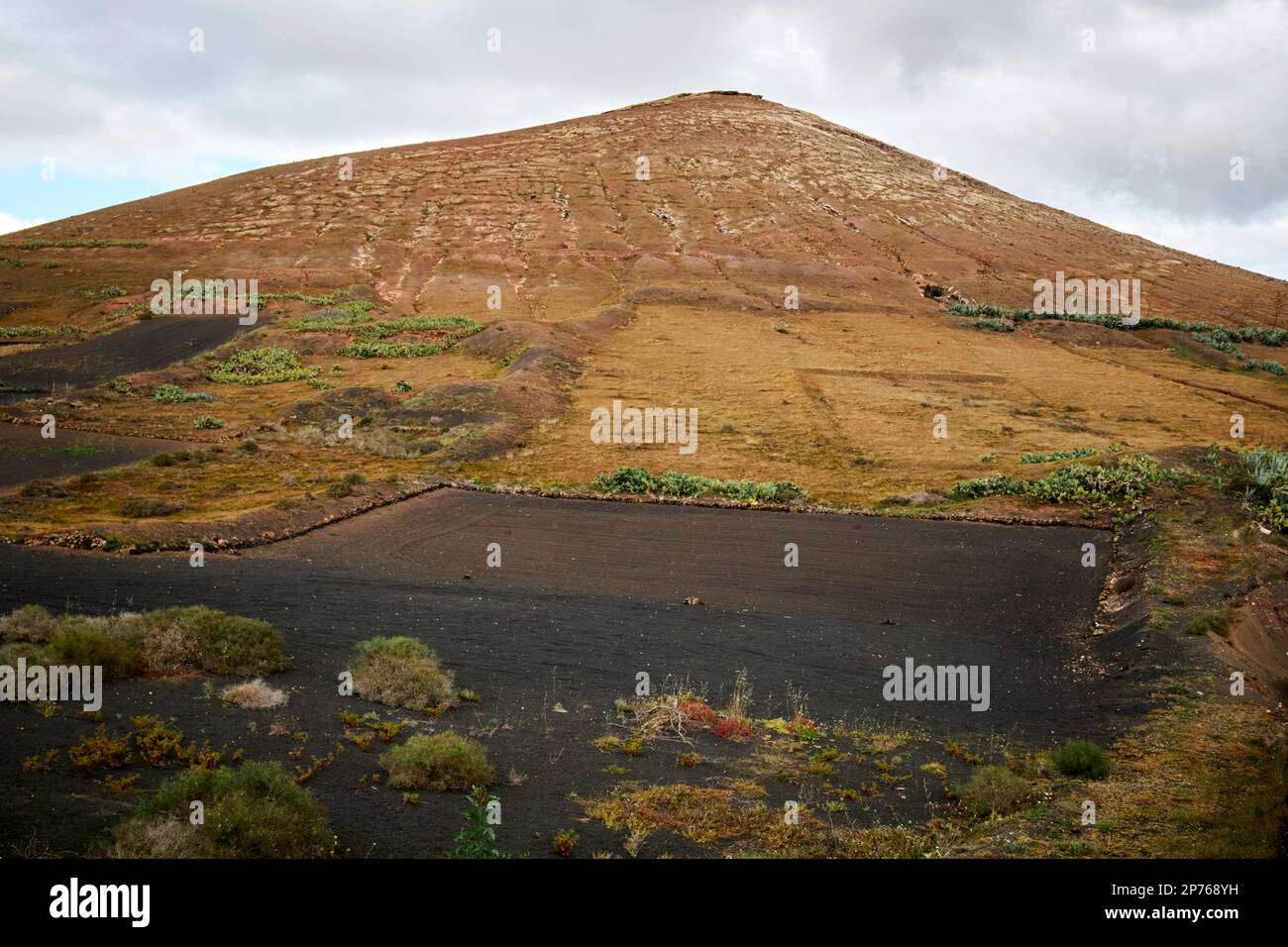 Mit vulkanischer Pikonasche bedecktes Feld, um Feuchtigkeit zu speichern und Bodenerosion für die Landwirtschaft an den Hängen eines Vulkans Lanzarote, Kanarische Inseln, zu verhindern; Stockfoto