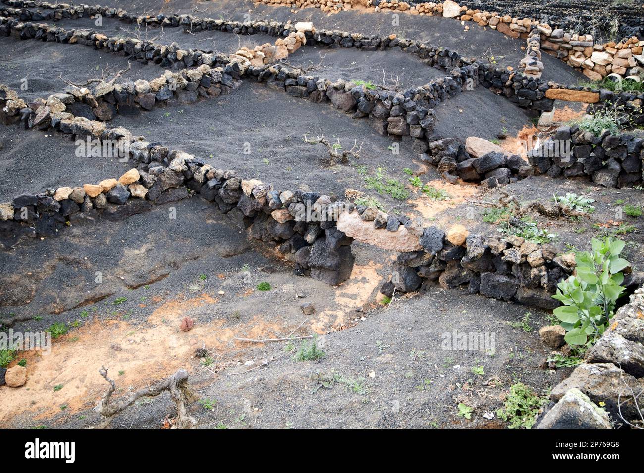 Kleines lokales Weingut mit quadratischen Felswänden, die Reben und Felder umgeben, gefüllt mit Pikon vulkanischer Asche, um Bodenerosion zu verhindern und Feuchtigkeitswein zu speichern Stockfoto