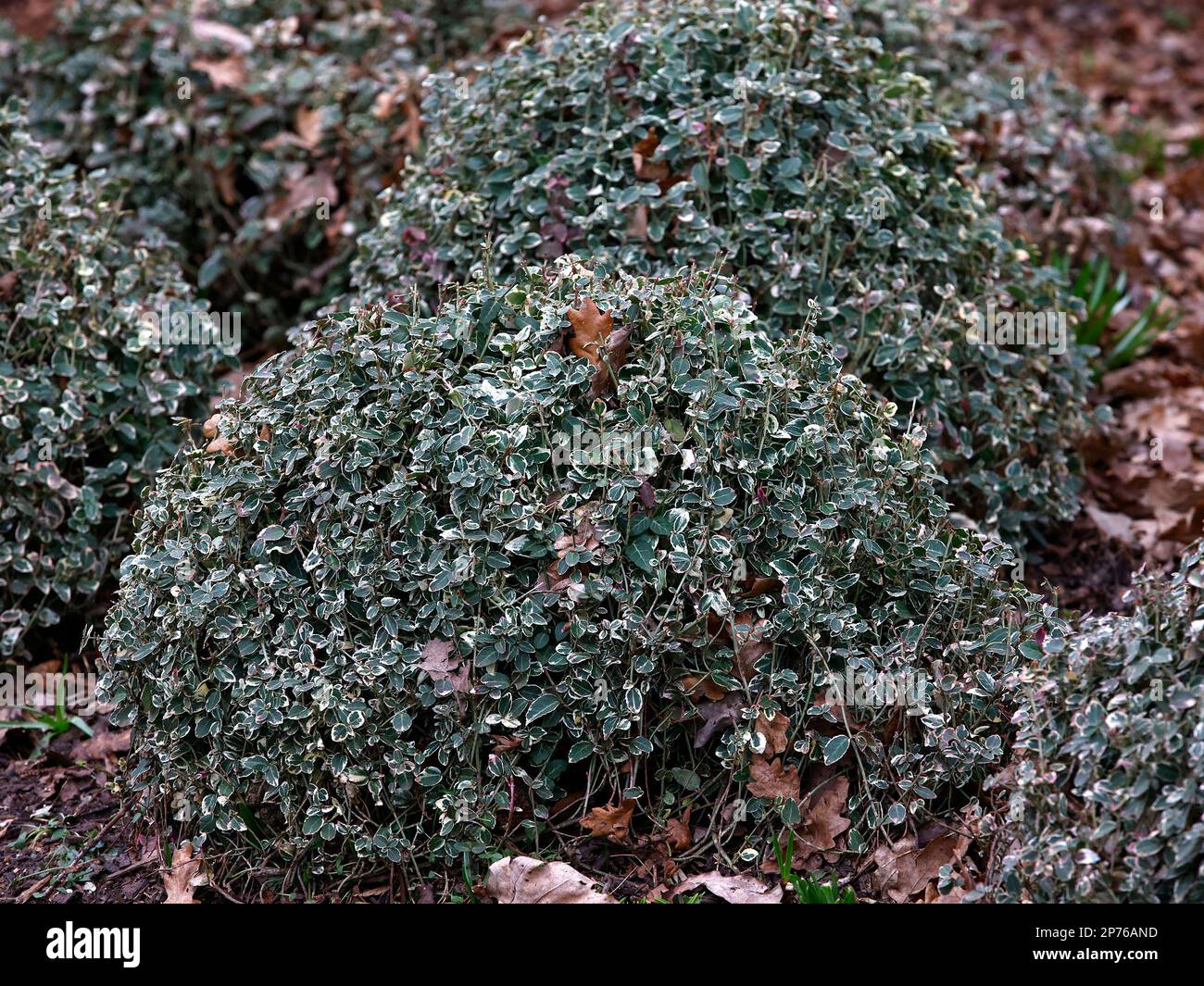 Vervollständigung des immergrünen Gartenstrauchs Euonymus smaragdgrüne Gaizität mit silberweißen grünen Blättern. Stockfoto