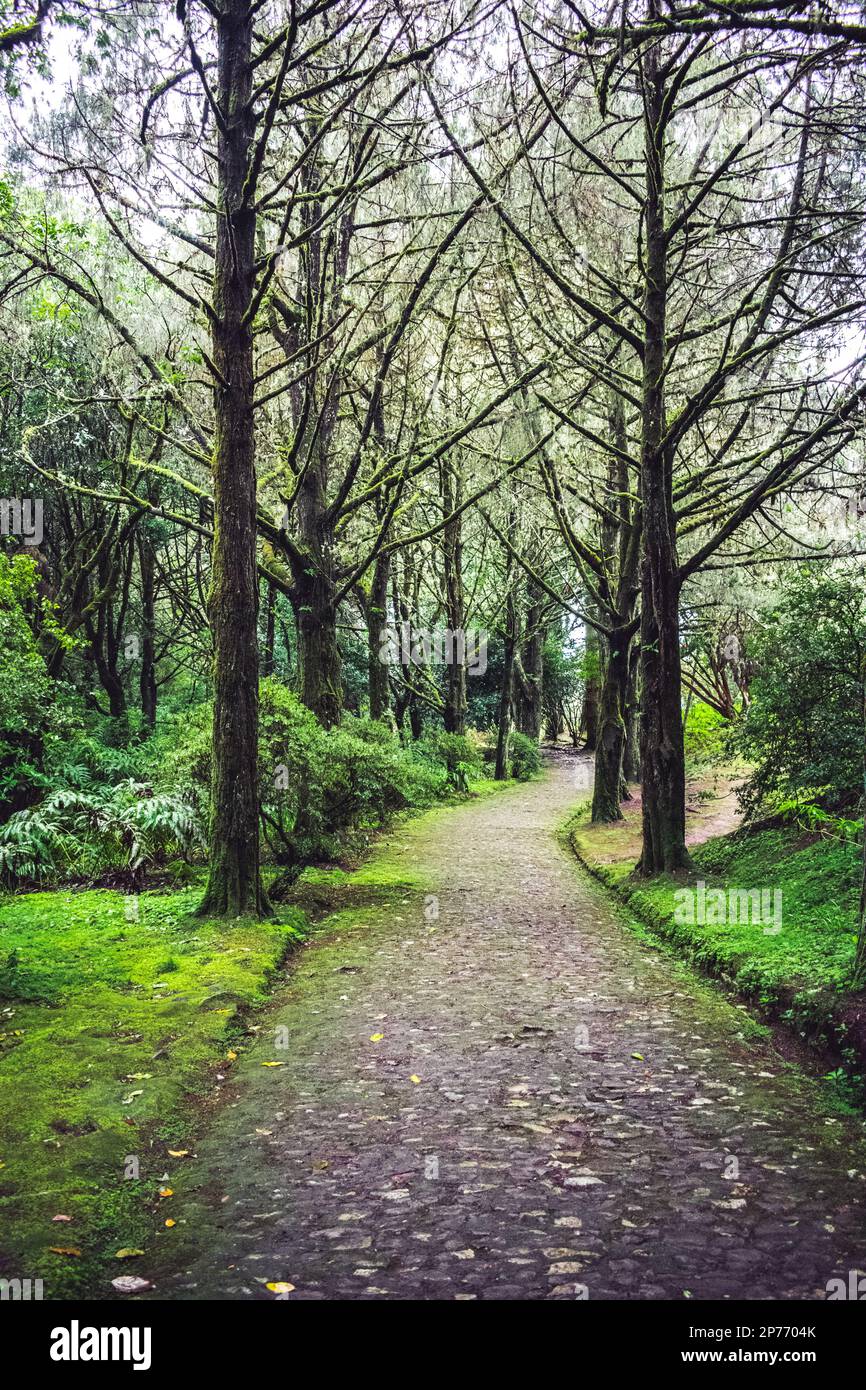 Ein Spaziergang durch den Wald und die Berge mitten in einem Park Stockfoto