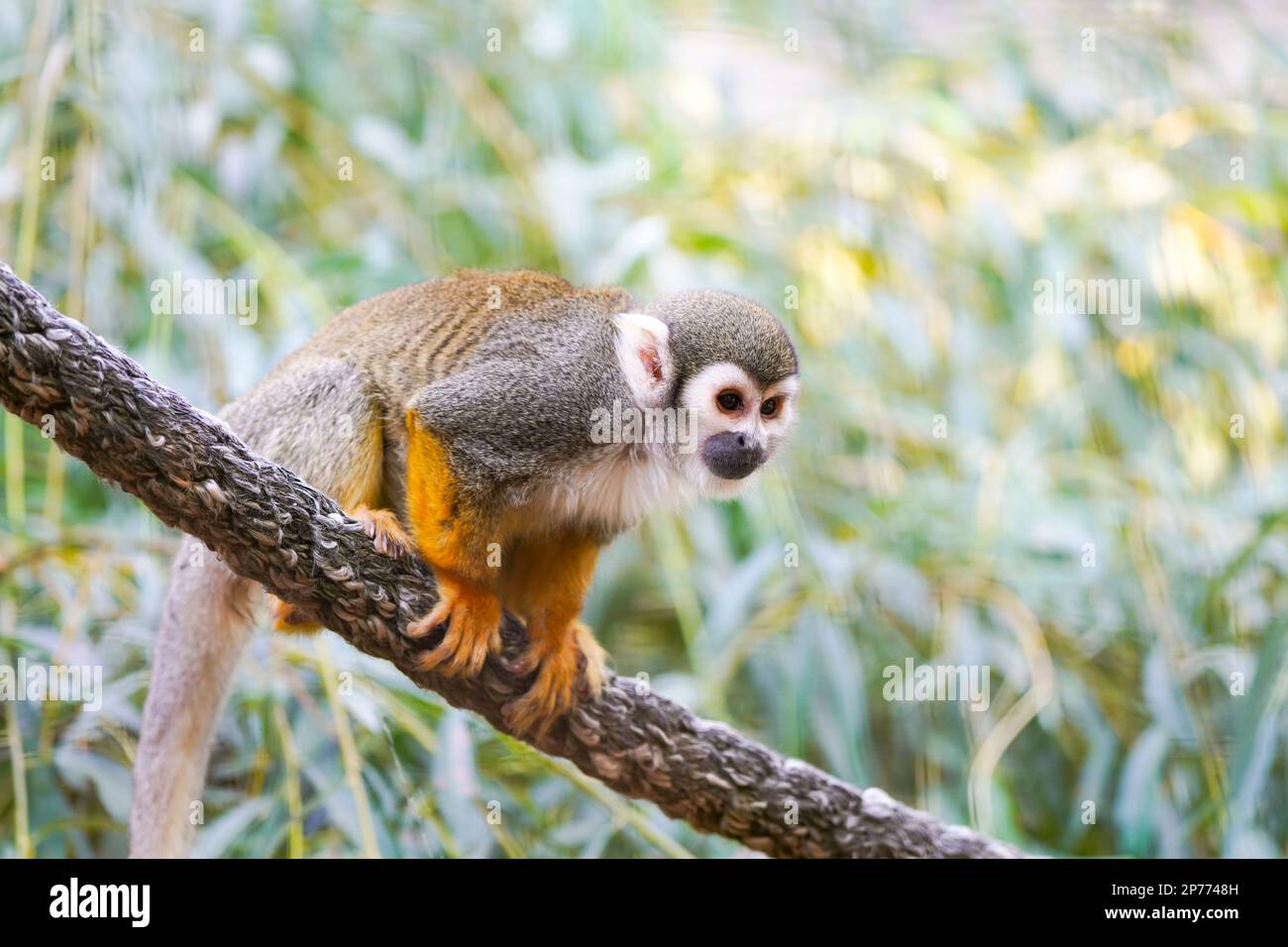 Porträt eines Eichhörnchenaffen. Stockfoto