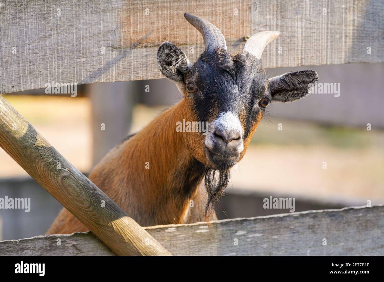 Neugierige junge Ziege schaut durch den Zaun. Tier mit braunem Fell und Hörnern. Stockfoto