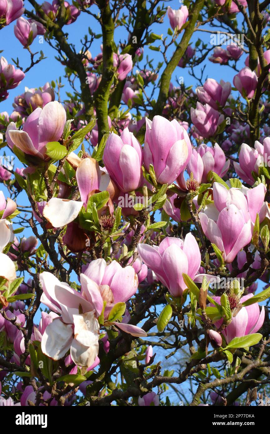 Blüten von Frühblüher Stern-Magnolie (Magnolia stellata), Schloss Benrath, Düsseldorf, Nordrhein-Westfalen, Deutschland Stockfoto