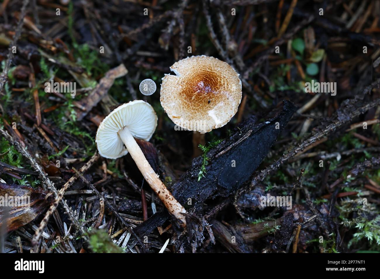 Lepiota castanea, allgemein bekannt als Kastaniendapperling, wildgiftiger Pilz aus Finnland Stockfoto