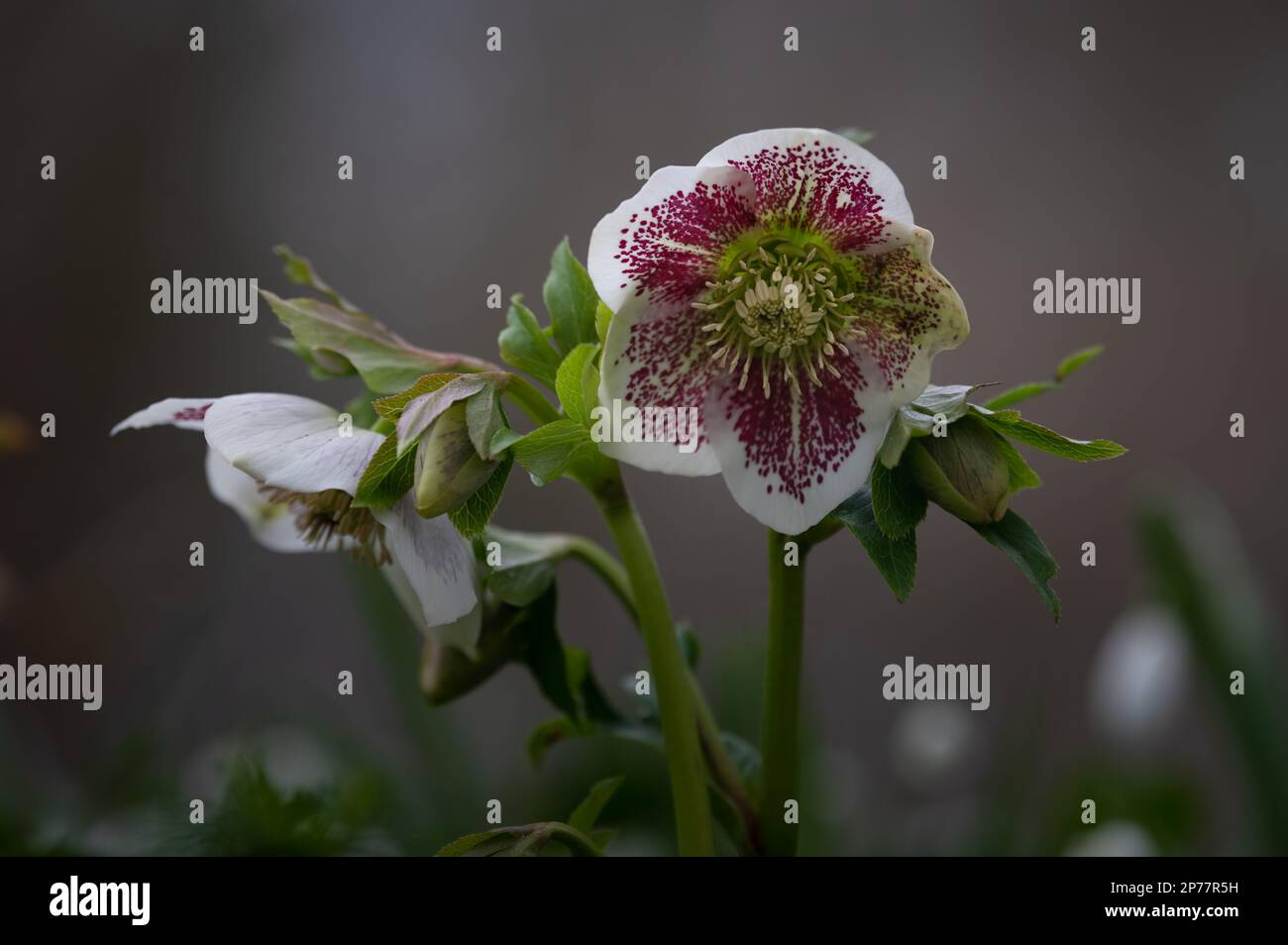 Helleborus Hübsche Ellen White Spotted Stockfoto