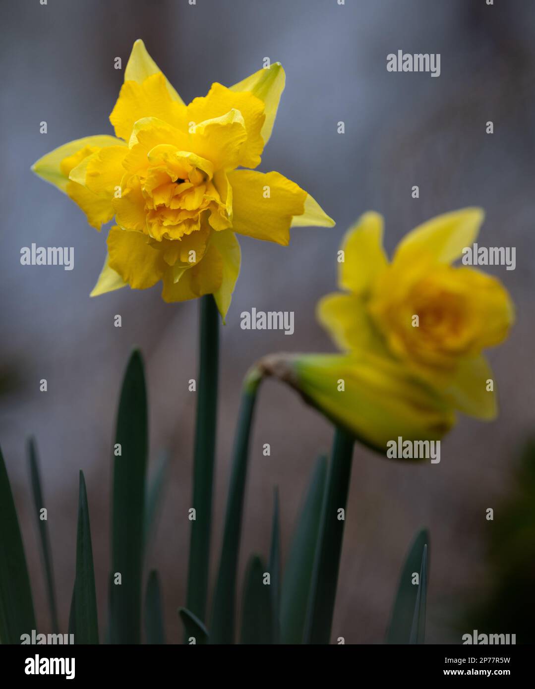 Narzissen pseudonarcissus, wilde Narzissen, entliehene Lilie auf grauem Hintergrund. Stockfoto