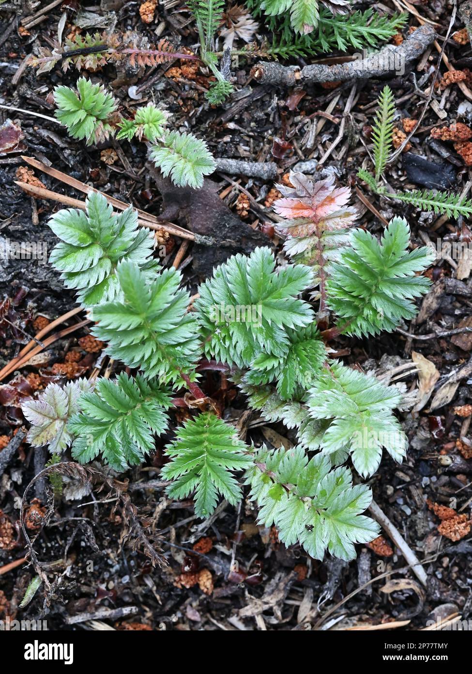 Silverweed, Argentina anserina, auch Potentilla anserina genannt, Basalrosette einer in Finnland wachsenden Wildpflanze Stockfoto