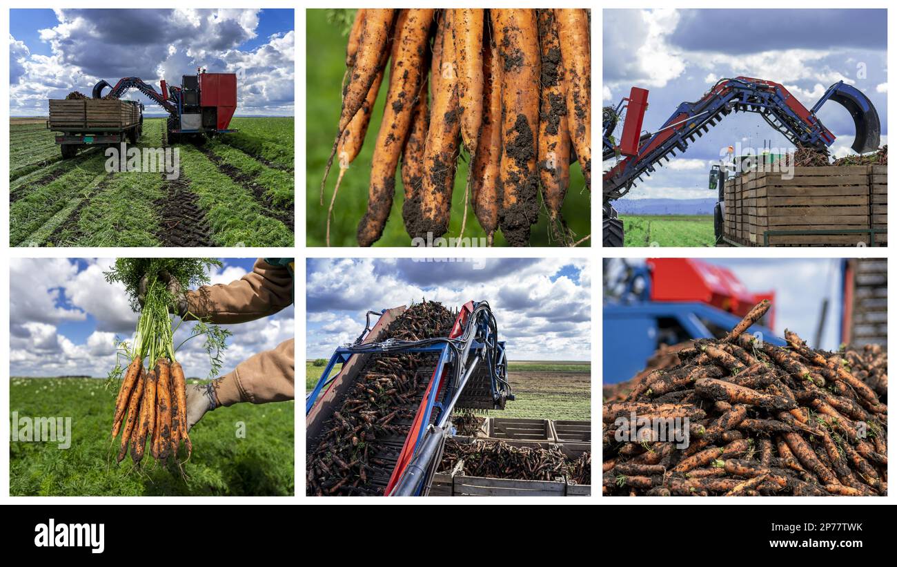 Karottenerntemaschine, die unterwegs in einen Traktoranhänger entladen wird. Die Karottenernte Hat Begonnen. Technologie- und Produktivitätswachstum in der Landwirtschaft. Stockfoto