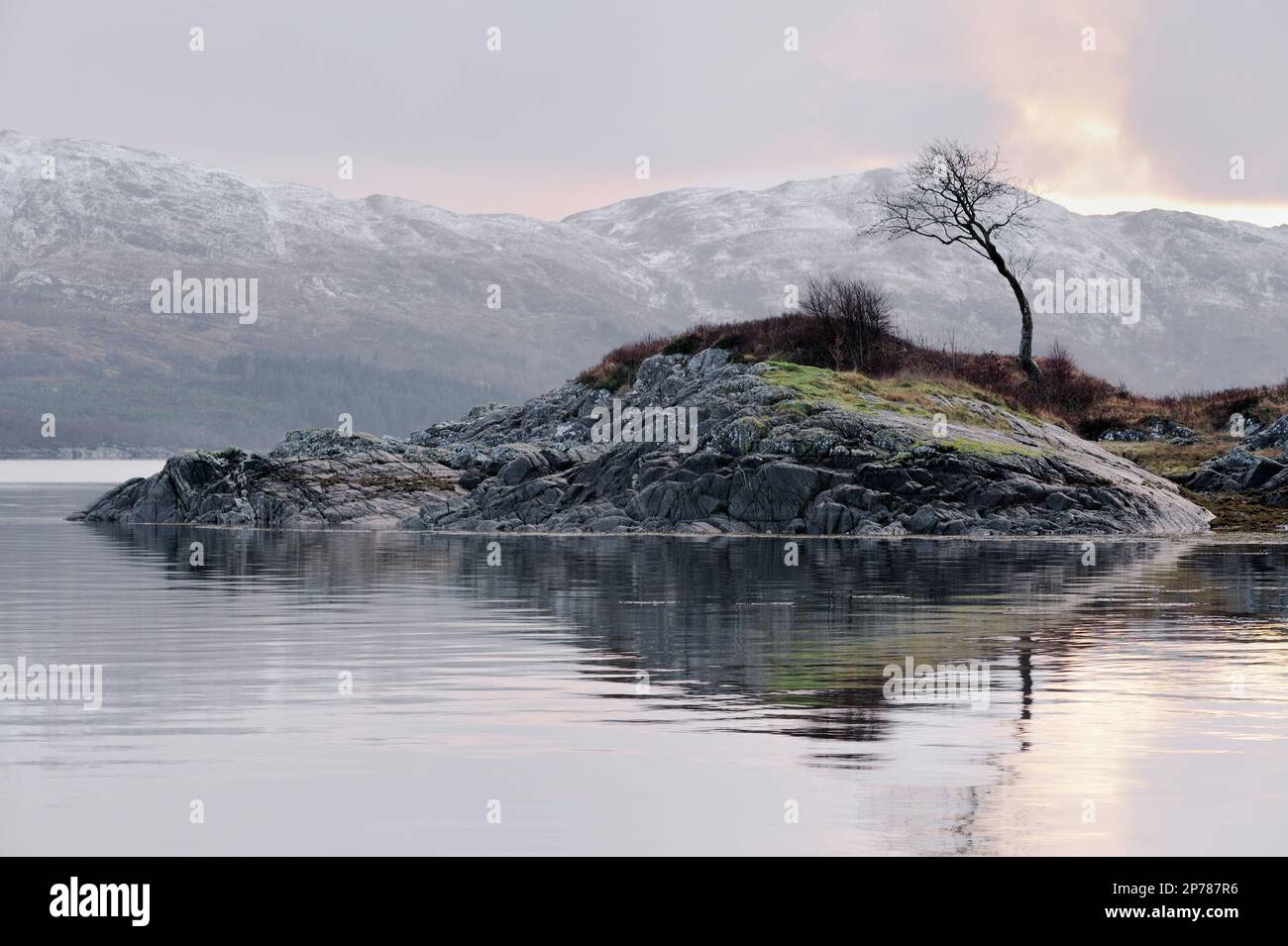 Rocky Island in Loch Sunart mit silberner Birke auf der Halbinsel Ardnamurchan, Argyll, Schottland, Januar 2016 Stockfoto