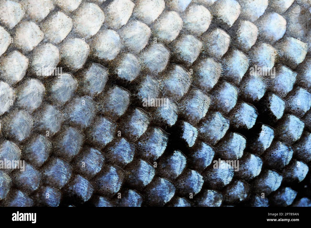 Atlantischer Lachs (Salmo Salar) Nahaufnahme von Schuppen an der Flanke eines geschlechtsreifen Fisches, der von einem Wilderkäppchen-Kiemennetz am Fluss Tweed gefangen wurde Stockfoto