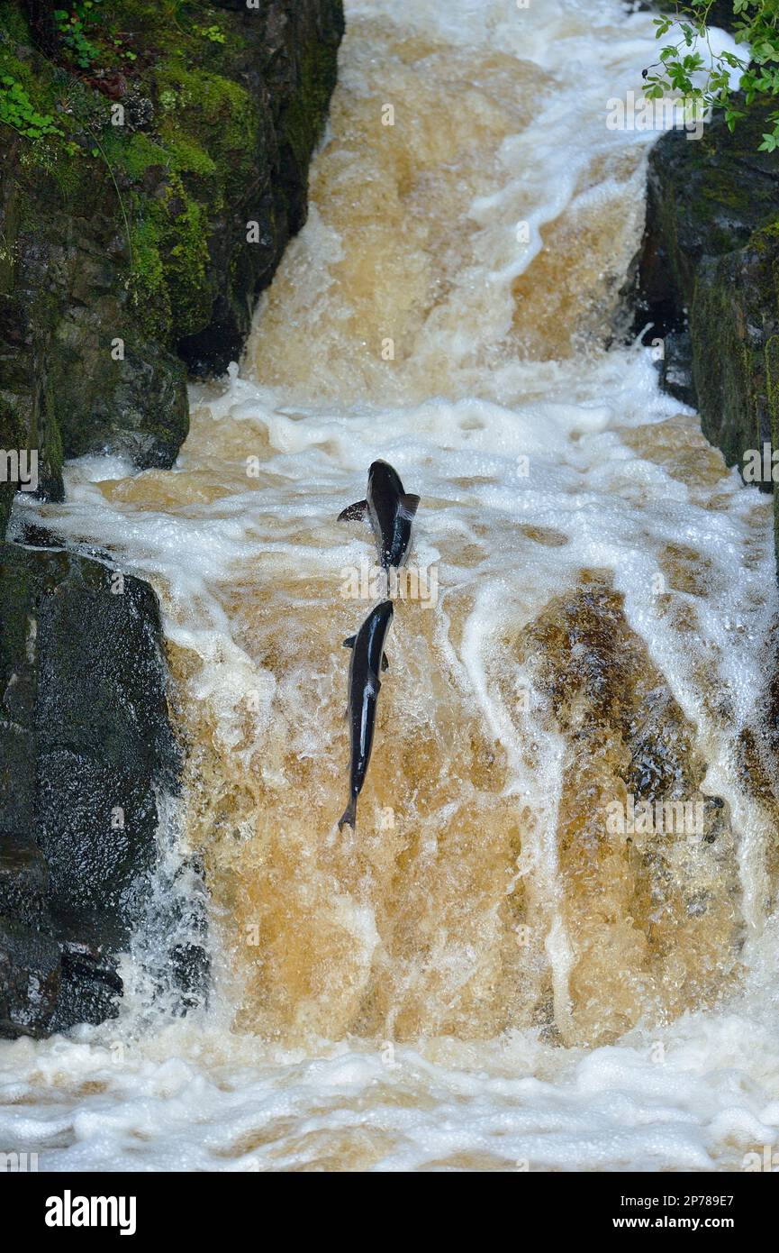 Atlantischer Lachs (Salmo Salar) springt über die Fischleiter, um flussaufwärts nach Laichen, Rogie Falls, Black Water River, Inverness-shire, Schottland, Juli Stockfoto