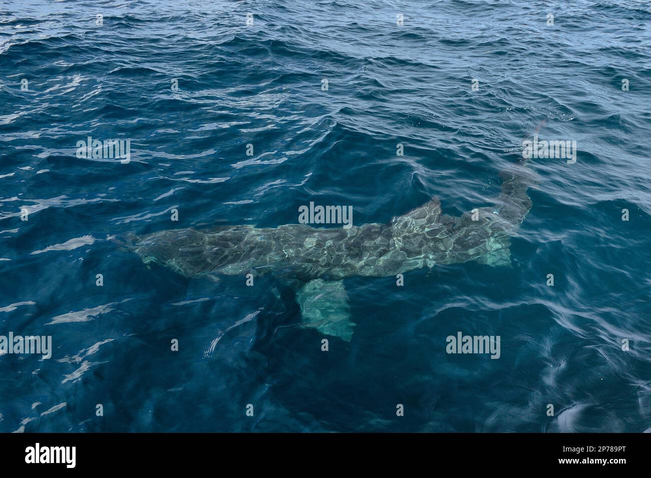 Riesenhai (Cetorhinus maximus), der in der Nähe der Meeresoberfläche in der Nähe der Insel Coll schwimmt, innere Hebriden, Schottland, Juli 2013 Stockfoto