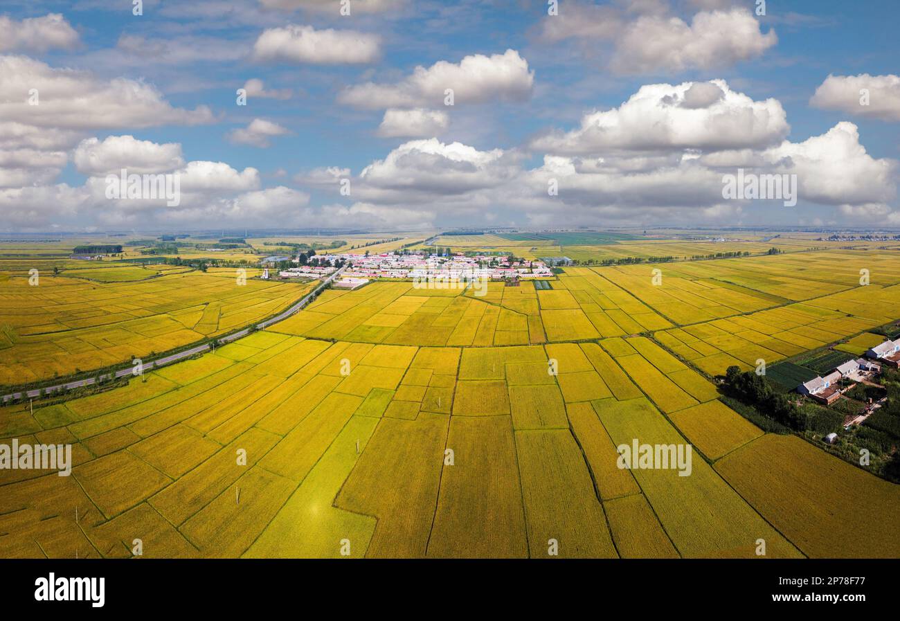 Sanjiang-Reisfeld im Herbst Stockfoto