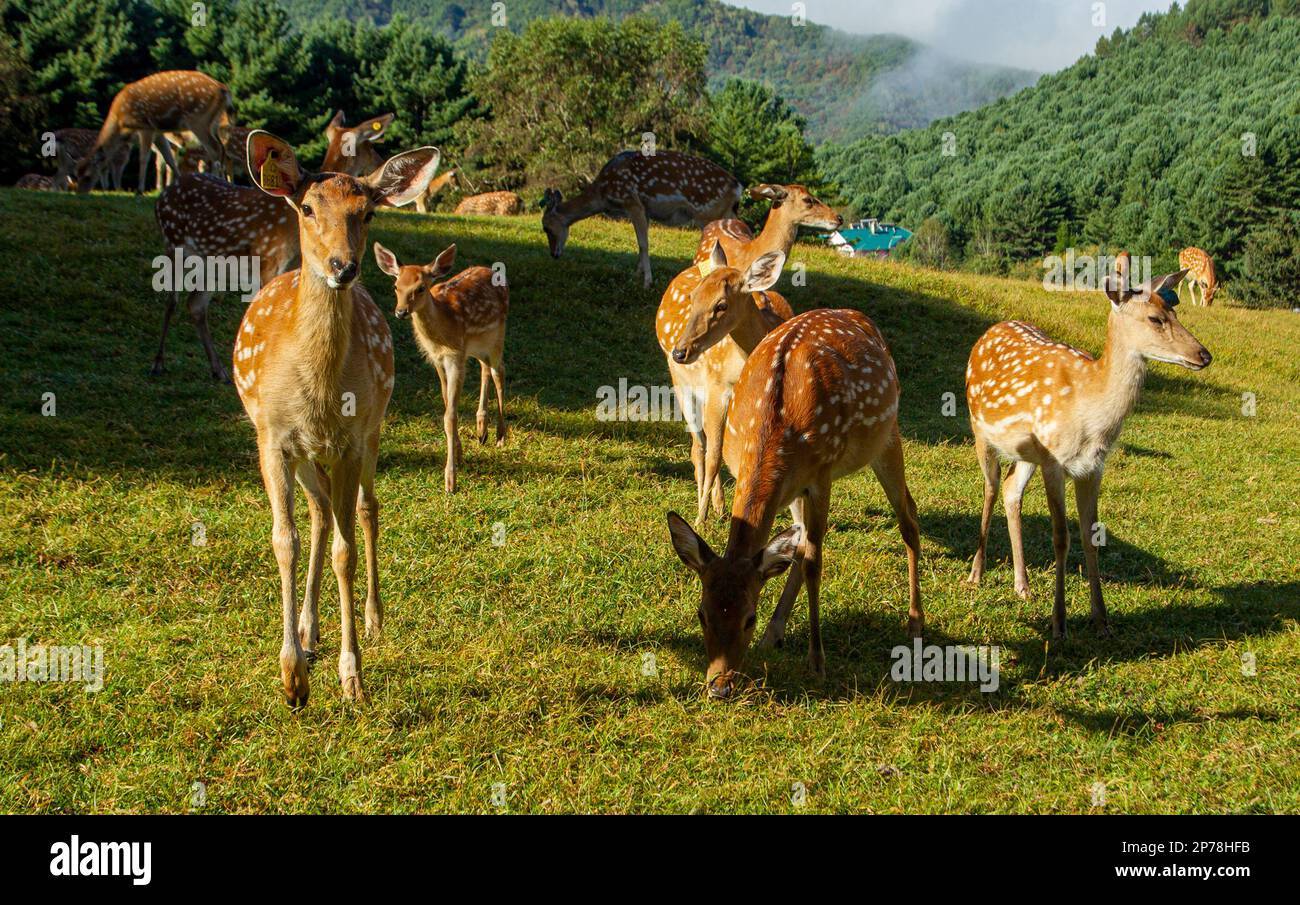 Sika-Hirsch und Gebiet mit kleinem Gelbflossenthun Stockfoto