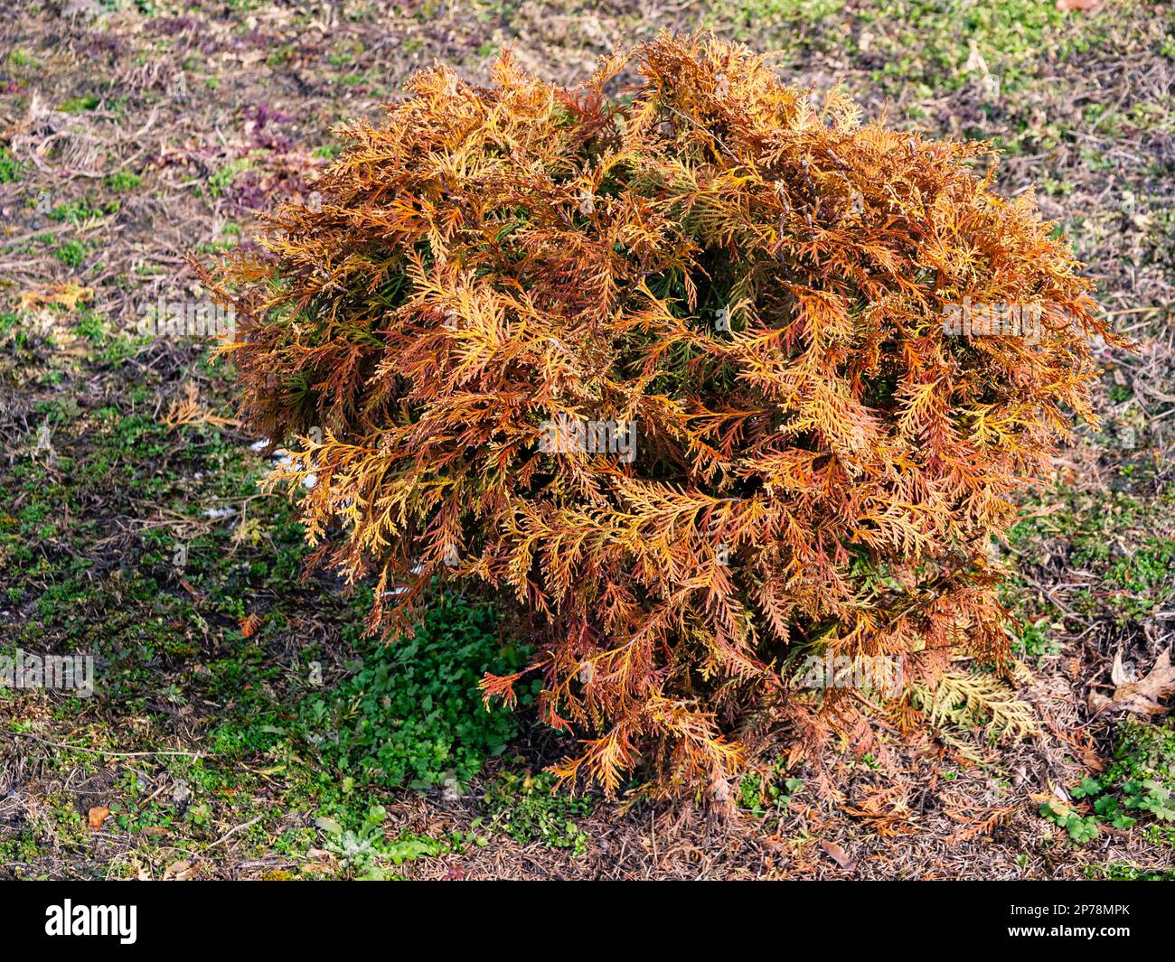 Orangefarbener kleiner kugelförmiger Thuja wächst im Boden und spärliches Gras Stockfoto