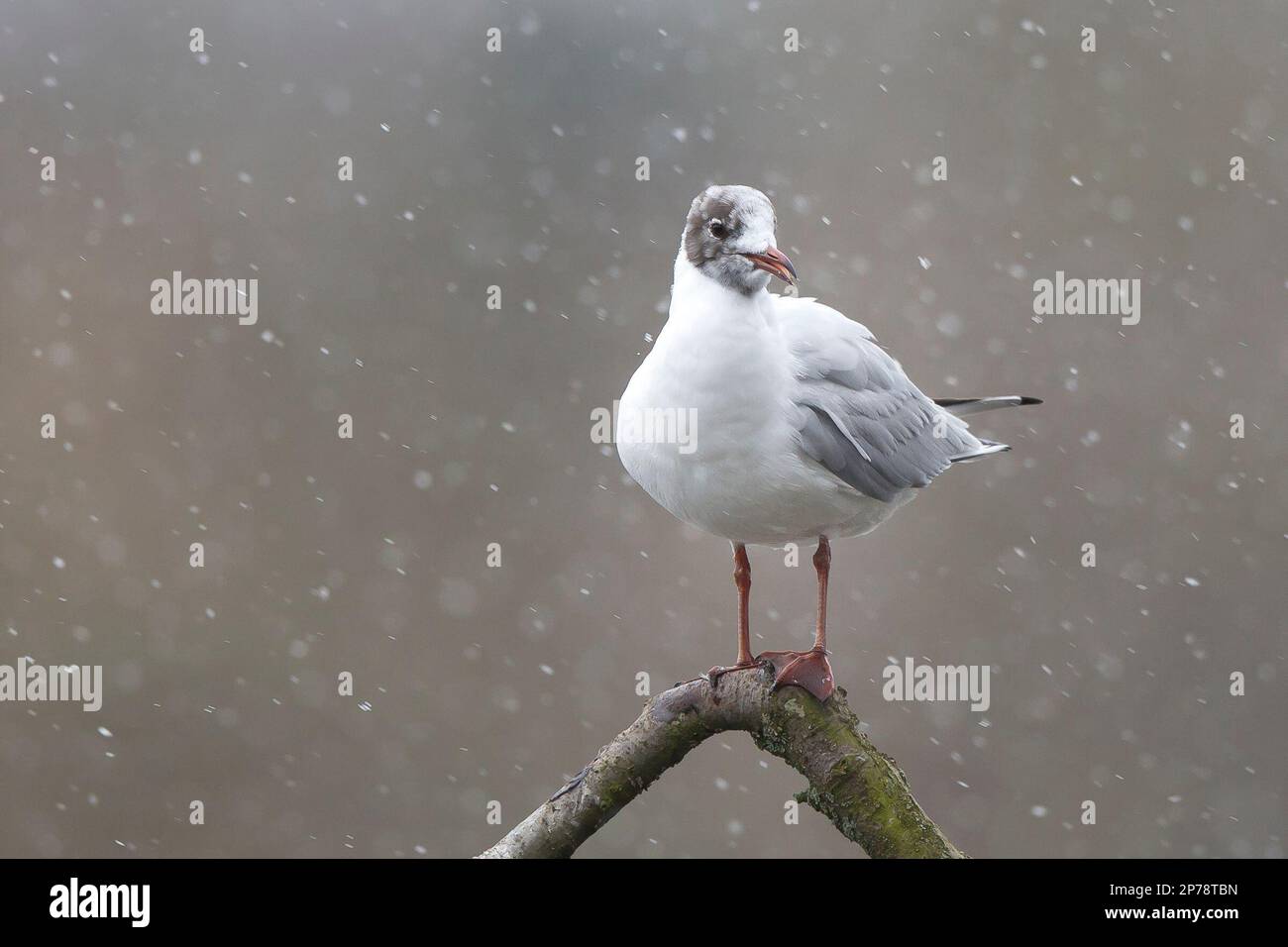 Kidderminster, Großbritannien. 8. März 2023. Wetter in Großbritannien: Leichter Schnee und Temperaturen knapp über dem Gefrierpunkt in den Midlands. Eine Möwe mit schwarzem Kopf sitzt auf einem Zweig und wartet auf die überraschenden winterlichen Bedingungen. Kredit: Lee Hudson/Alamy Live News Stockfoto