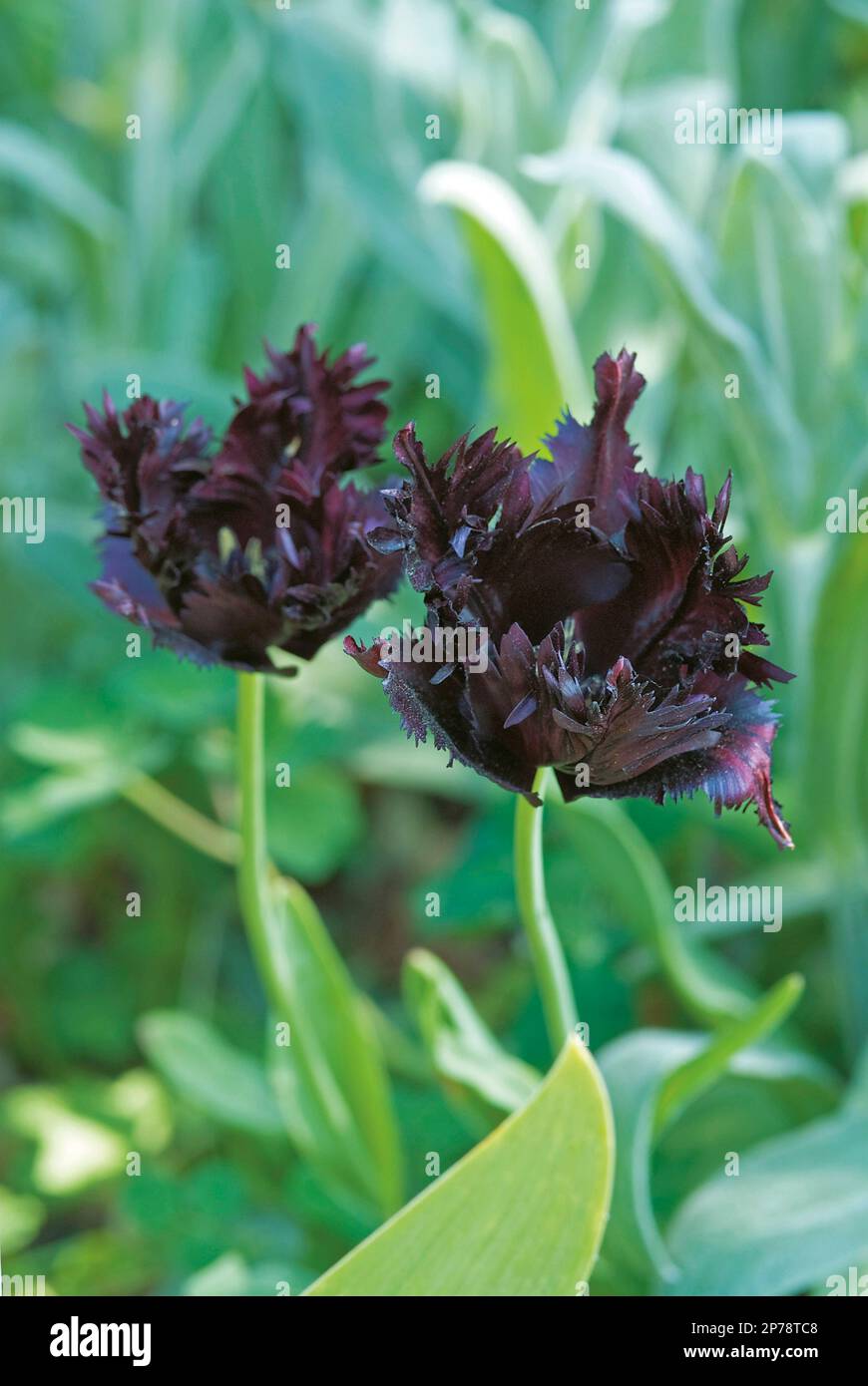 Tulipa „Schwarzer Papagei“, dunkellila, mit Fransen, unregelmäßige Tulpenblume Stockfoto