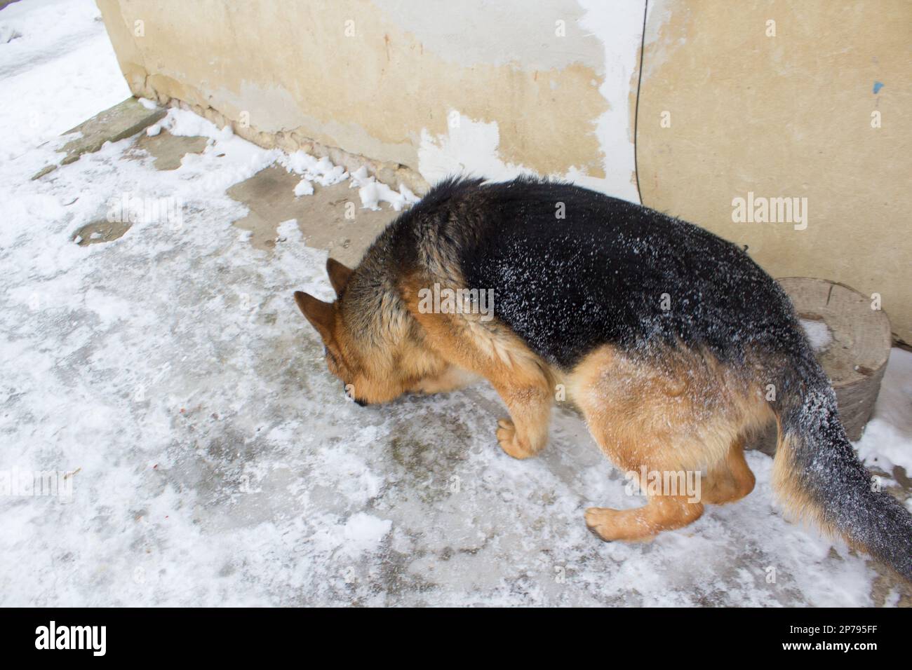 Der Schäferhund schnüffelt an einem Gangster Stockfoto