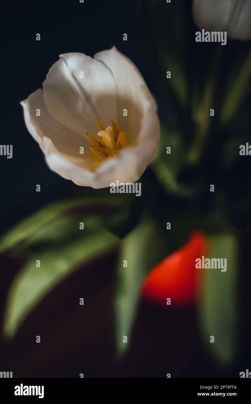 Nahaufnahme einer weißen Tulpe Stockfoto