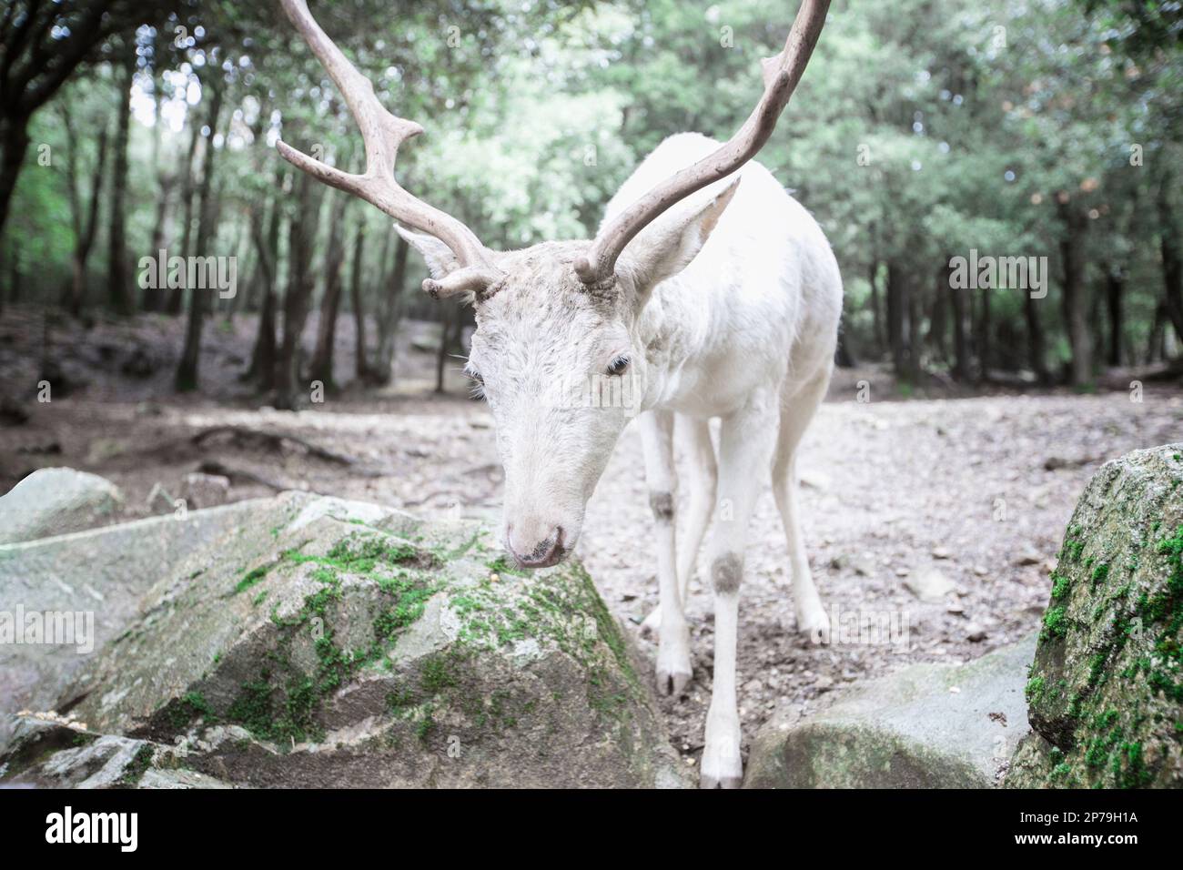 Porträt eines weißen (leuzistischen) farbigen Damhirsches. Stockfoto
