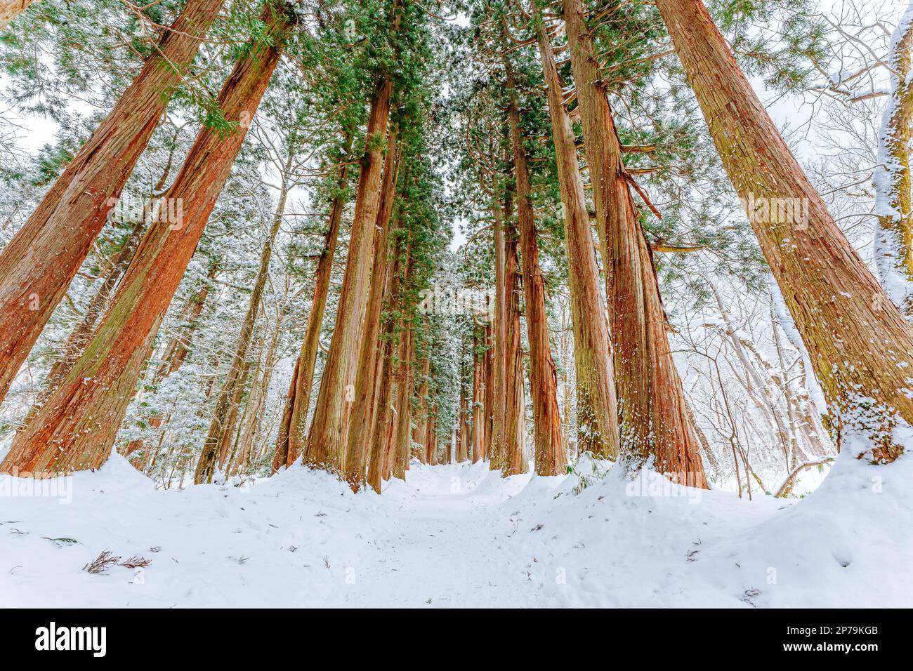 Togakushi-Schrein im Winter 2023 Stockfoto