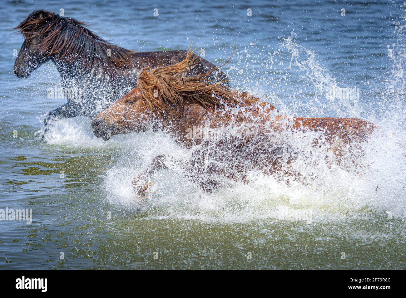 Zwei Pferde, die ins Wasser springen. Provinz Dornod. Mongolei Stockfoto