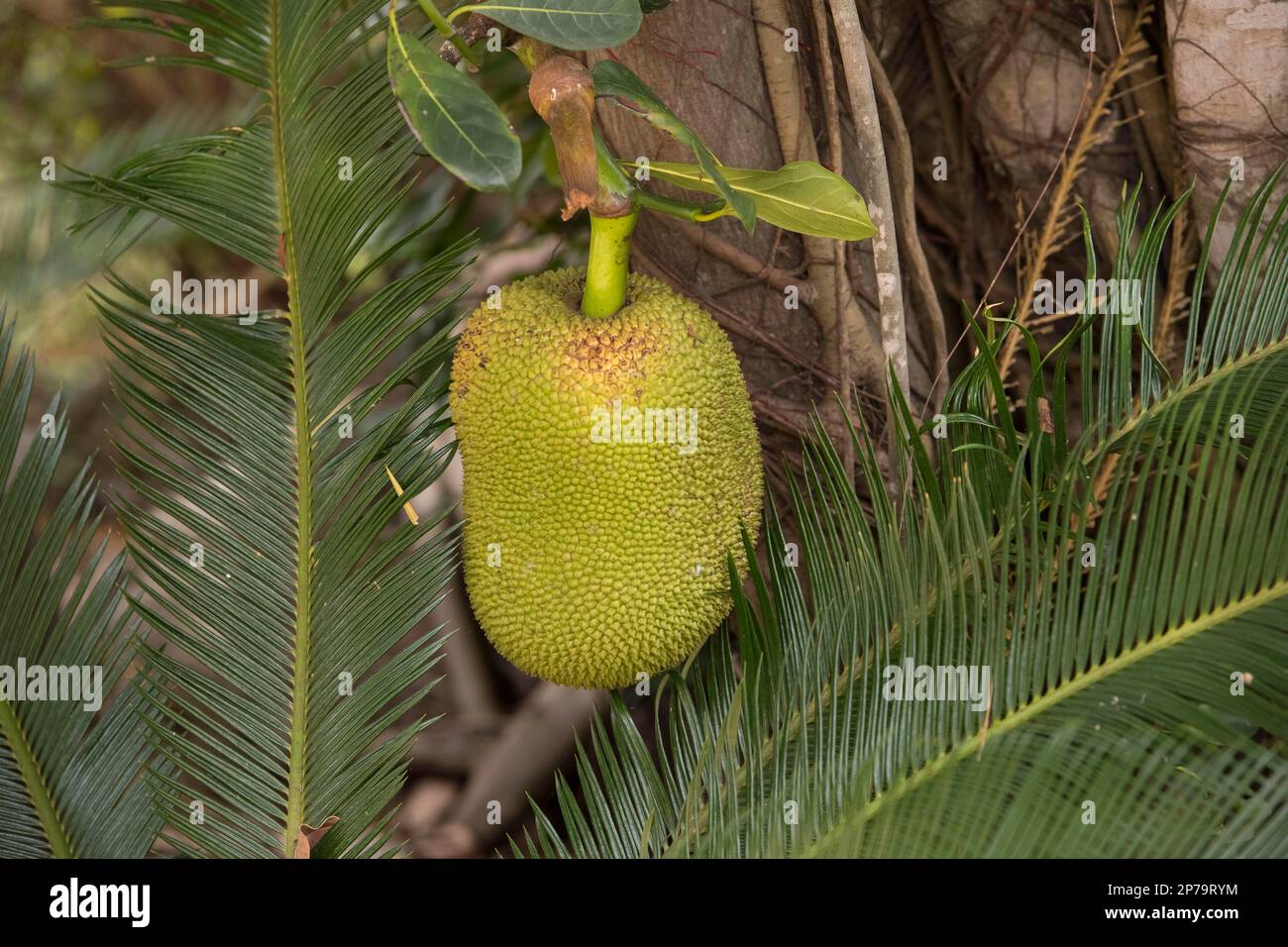 Jackfrucht (Artocarpus heterophyllus), Baan Phong Pao, Unterbezirk Lao Ngam, Bezirk Pho Sai, Ubon Ratchathani, Isaan, Thailand Stockfoto