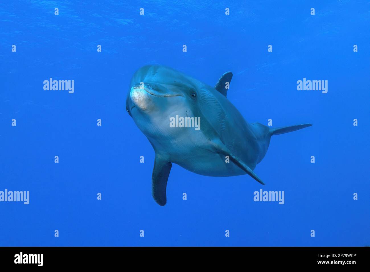 Delfin Bottlenose Delfin (Tursiops truncatus) Flipper Meeressäuger kleiner Wal schwimmt in Richtung Zuschauer schaut in die Kamera, Karibisches Meer Stockfoto