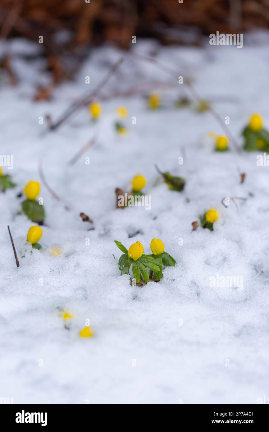 Winterakonit, eranthis hyemalis, im Schnee Stockfoto