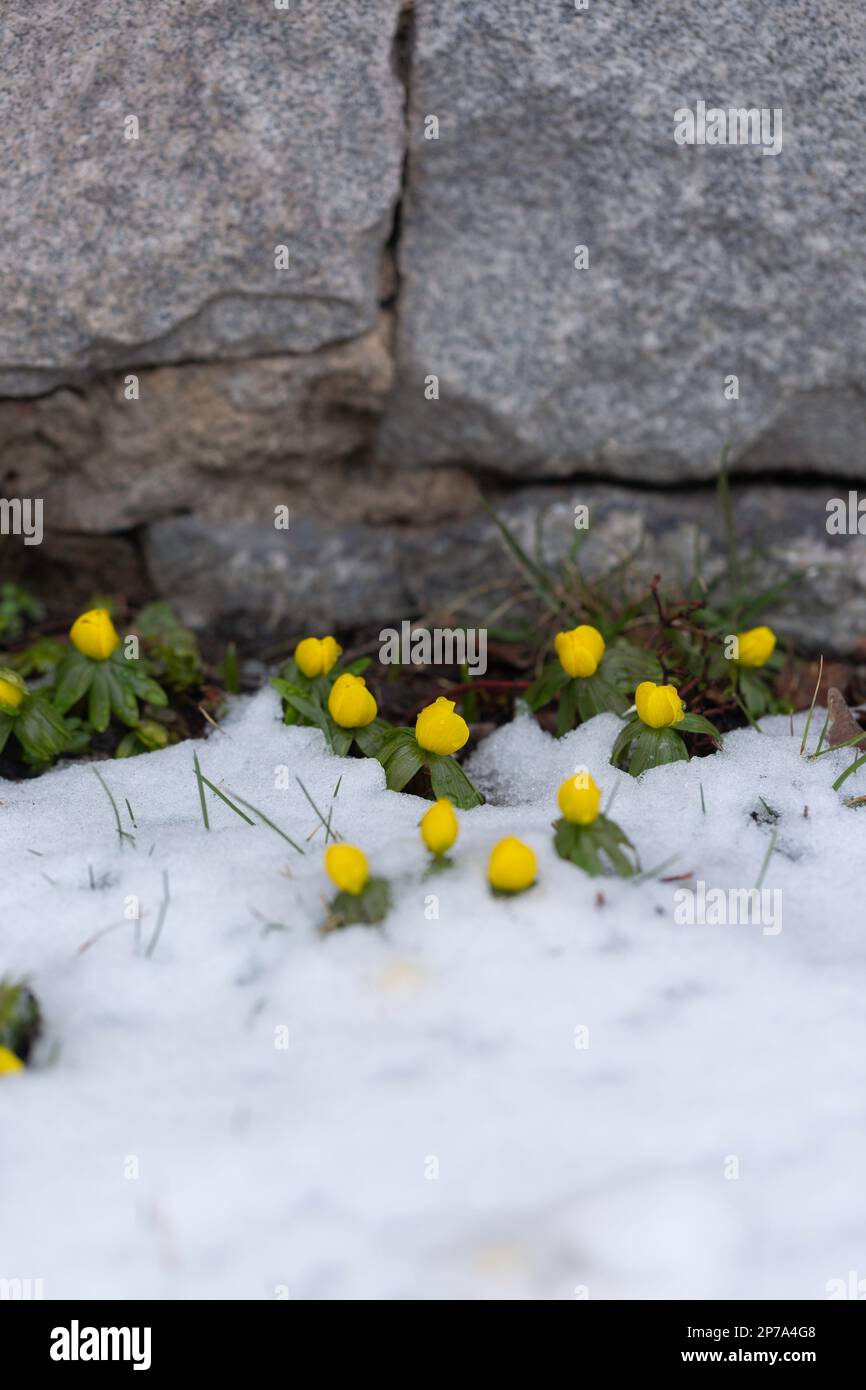 Winterakonit, eranthis hyemalis, im Schnee Stockfoto