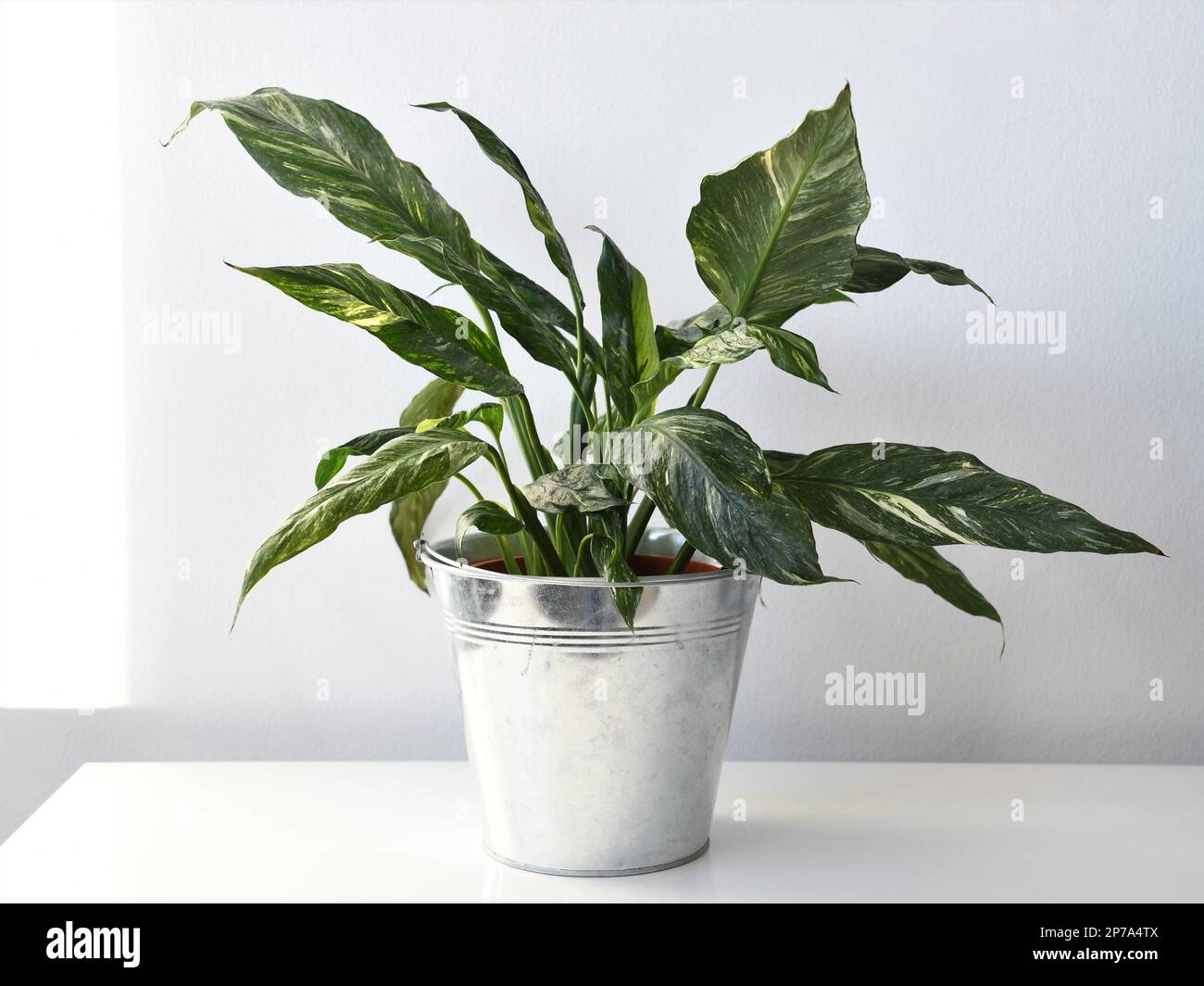 Spathiphyllum-Diamant, variegierte Friedenslilie, Hauspflanze isoliert auf weißem Hintergrund. Vollständige Pflanze im Querformat. Stockfoto