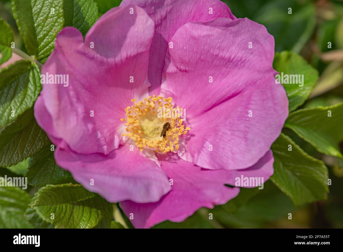Kartoffelrose auf Sylt Stockfoto