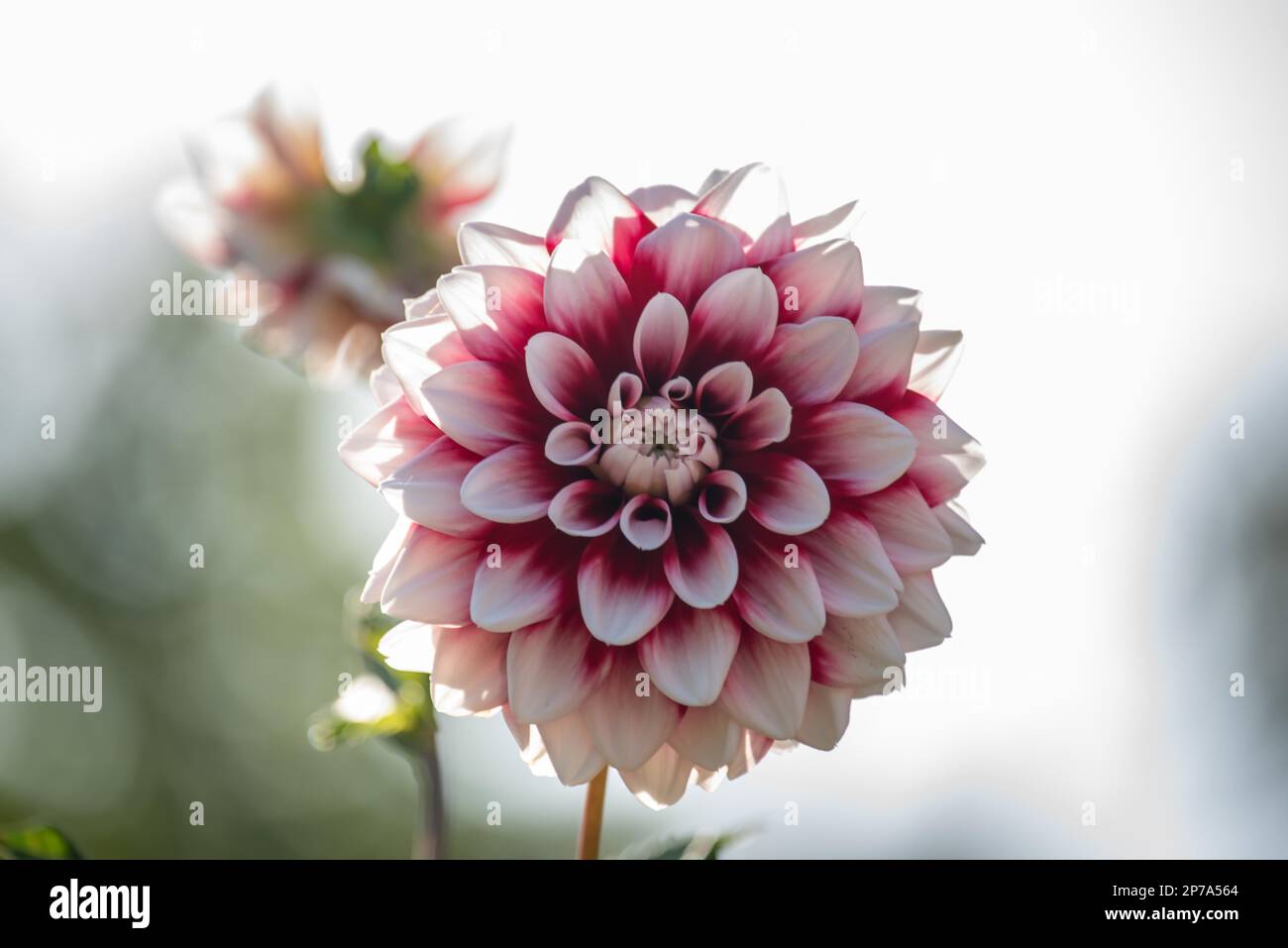 Photosynthese der Dahlia 'Lavender Perfektion Stockfoto