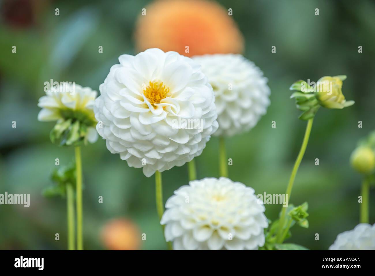 Ball Dahlia Blumen im Spätsommer Stockfoto