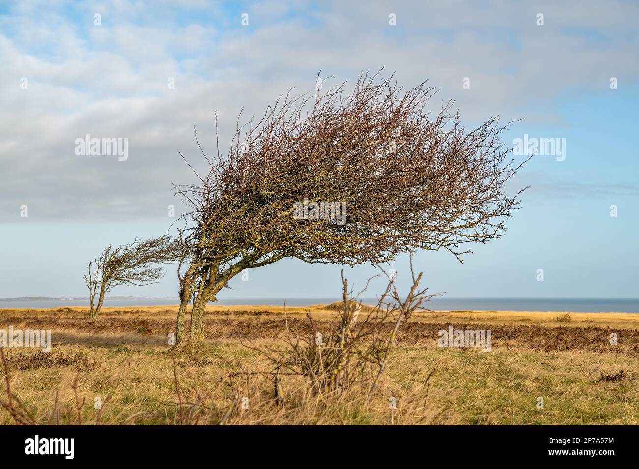 Wind Fledglings auf die Heide Stockfoto