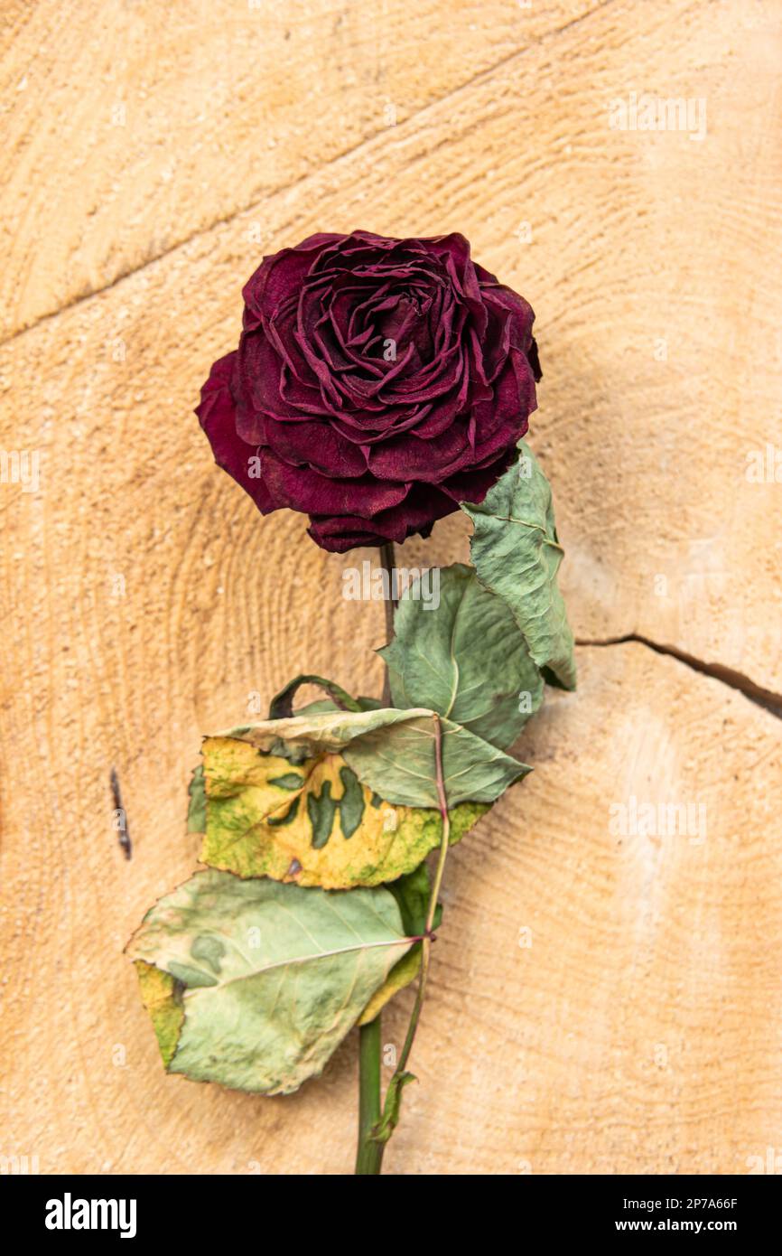 Getrockneter roter Rosenstiel auf einer Holzoberfläche, Nahaufnahme von oben. Stockfoto