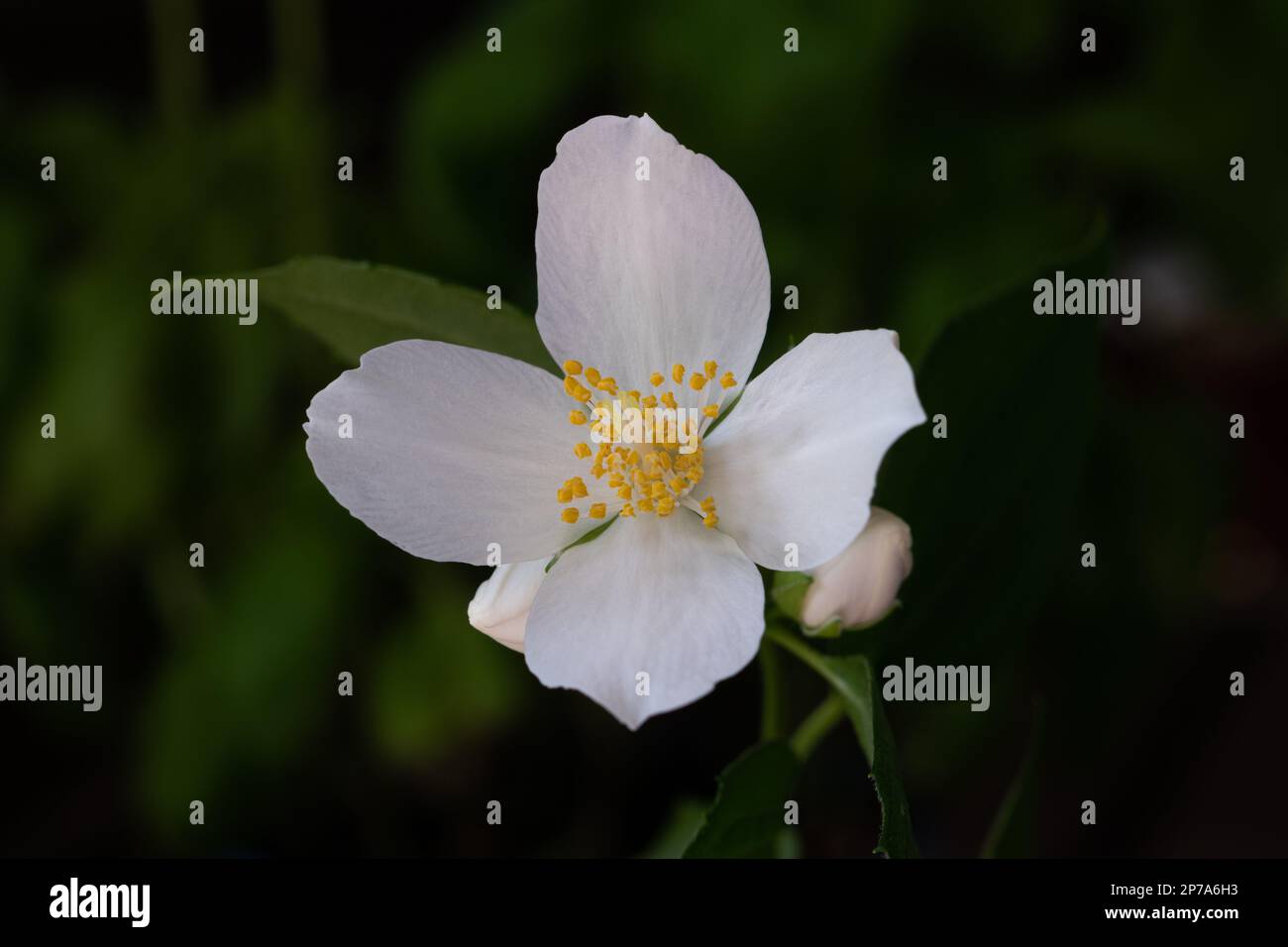 Kleine wilde weiße Blume mit gelber Pistille Makro Nahaufnahme isoliert. Stockfoto